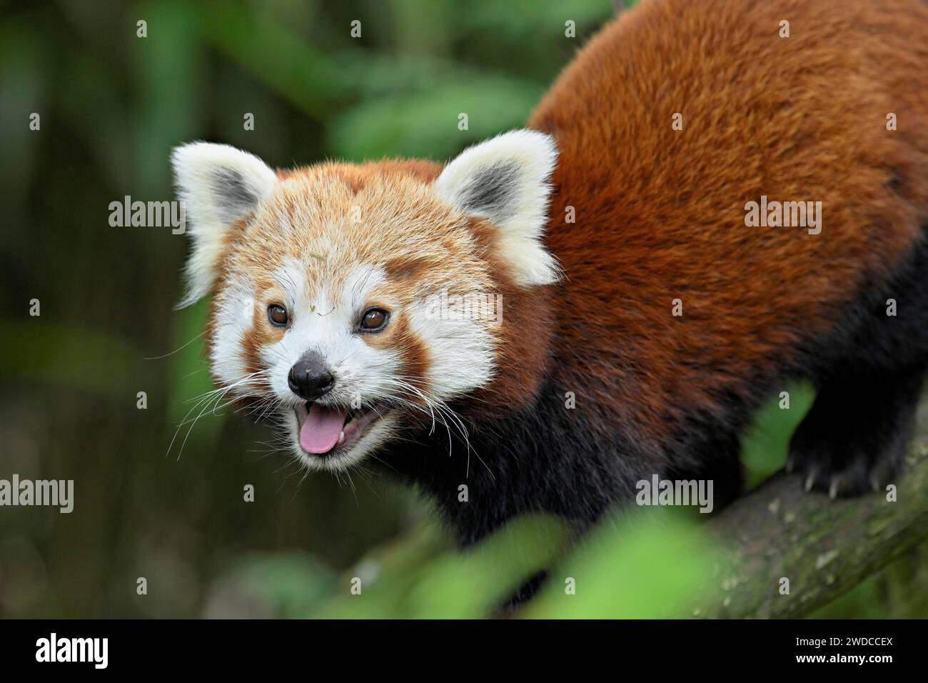 Panda roux (Ailurus fulgens), captif, Suisse Banque D'Images