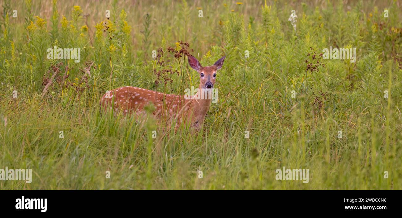 Fauve à queue blanche dans un champ d'été dans le nord du Wisconsin. Banque D'Images