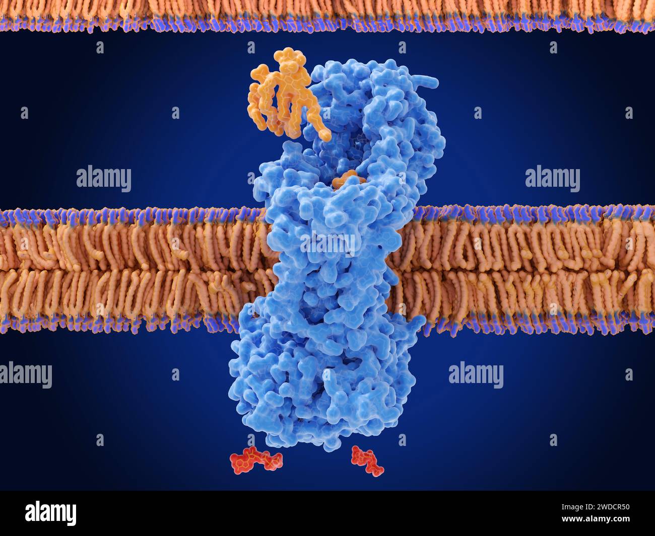 Transport des lipopolysaccharides dans la membrane cellulaire bactérienne, illustration Banque D'Images