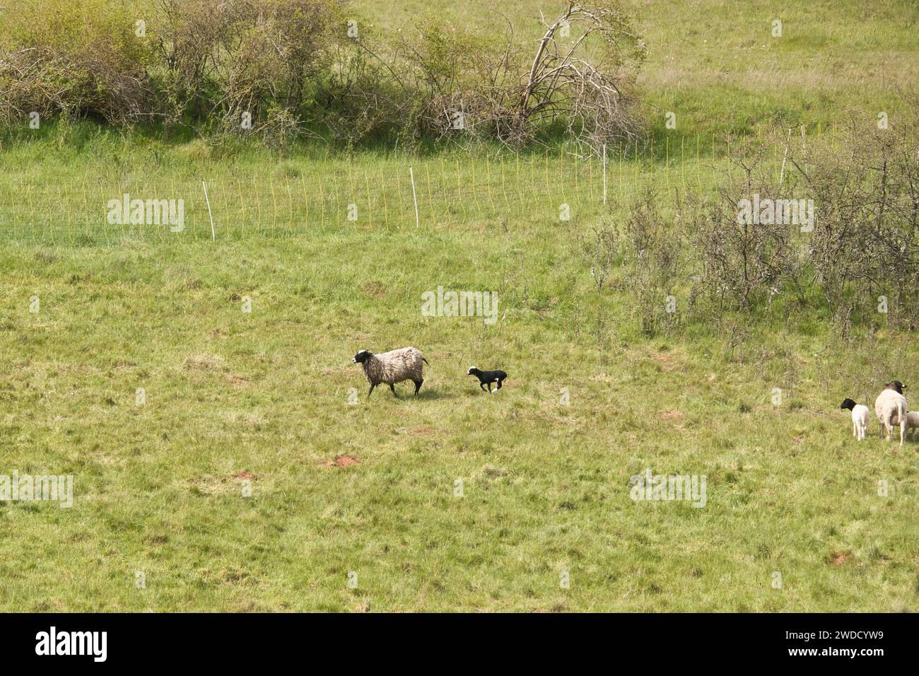 Agneau noir et blanc courant derrière sa mère dans l'herbe verte un jour de printemps près de Lohnsfeld, en Allemagne. Banque D'Images