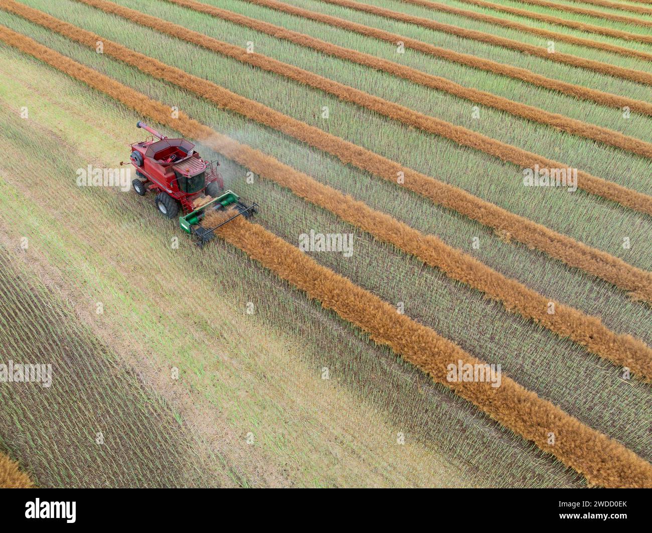 Vue aérienne d'une récolteuse travaillant dans un champ à Joyces Creek dans le centre de Victoria, Australie Banque D'Images