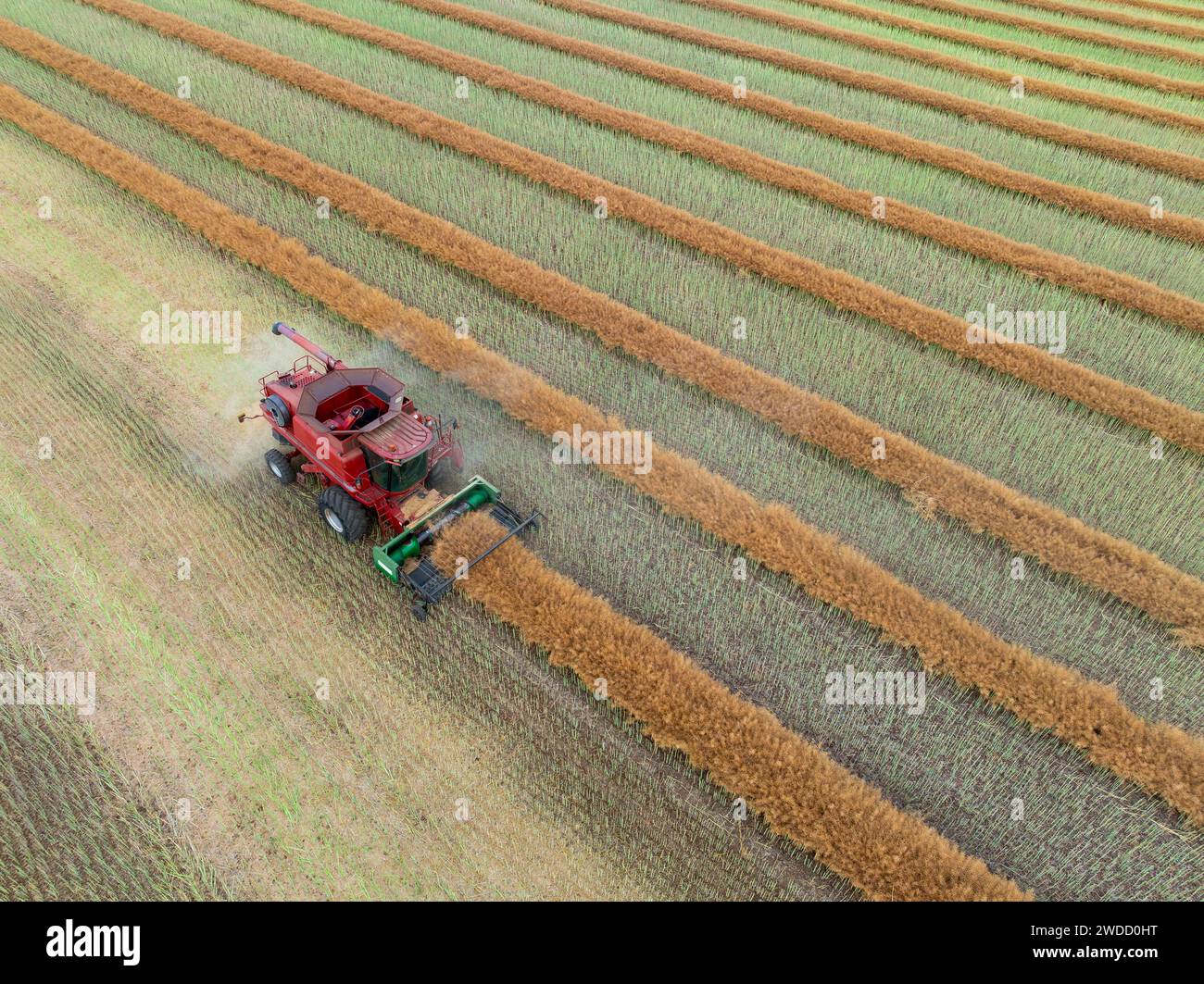 Vue aérienne d'une récolteuse travaillant dans un champ à Joyces Creek dans le centre de Victoria, Australie Banque D'Images