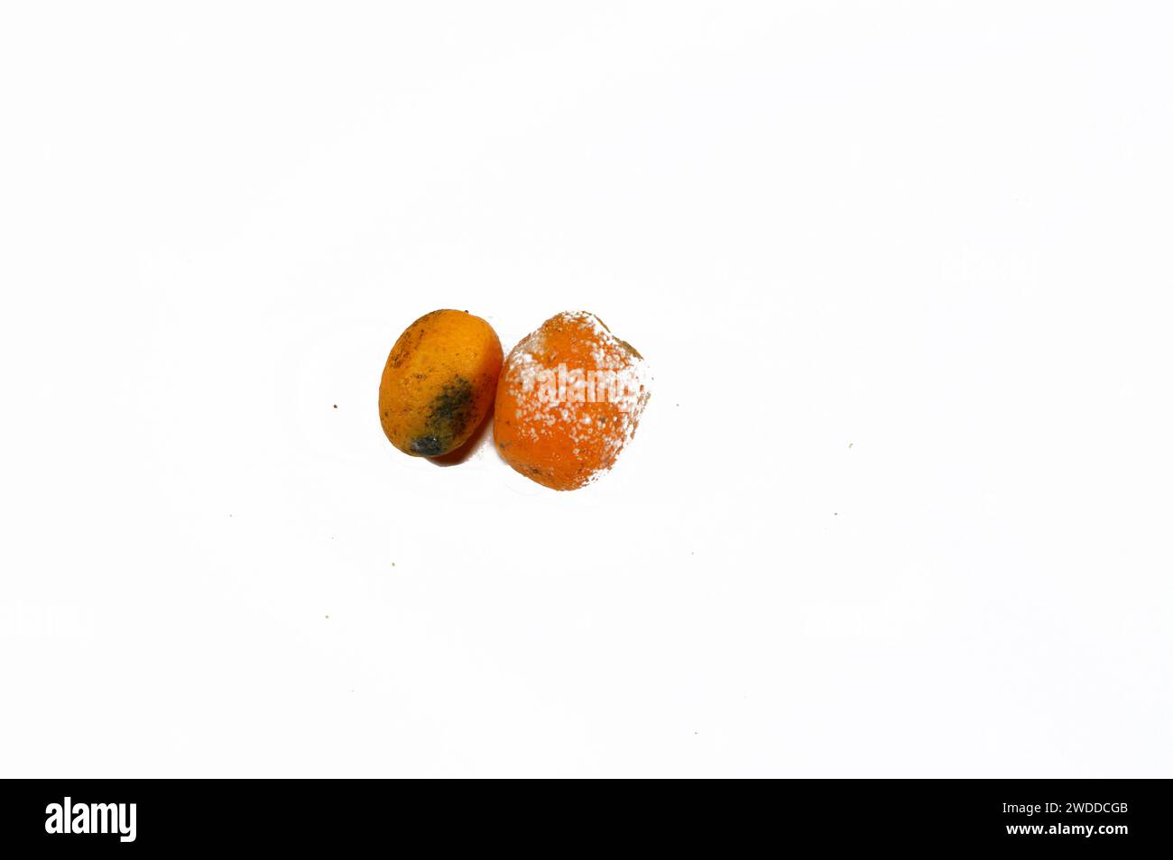 Kumquats, cumquats avec moisissure, moisissure est l'une des structures que certains champignons peuvent former, formation de spores contenant des métabolites secondaires fongiques, Banque D'Images