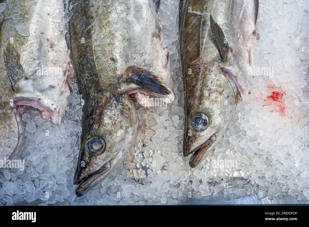 Pêche fraîche de poisson à vendre sur un marché Banque D'Images
