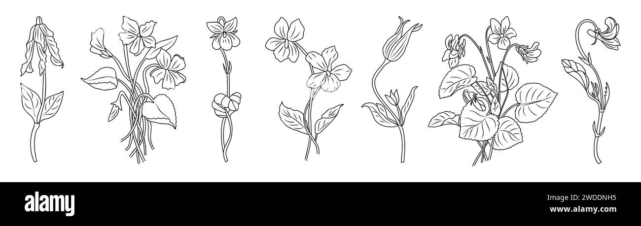 Ensemble de dessins vectoriels Viola, Violet Line art. Illustration de Vecteur