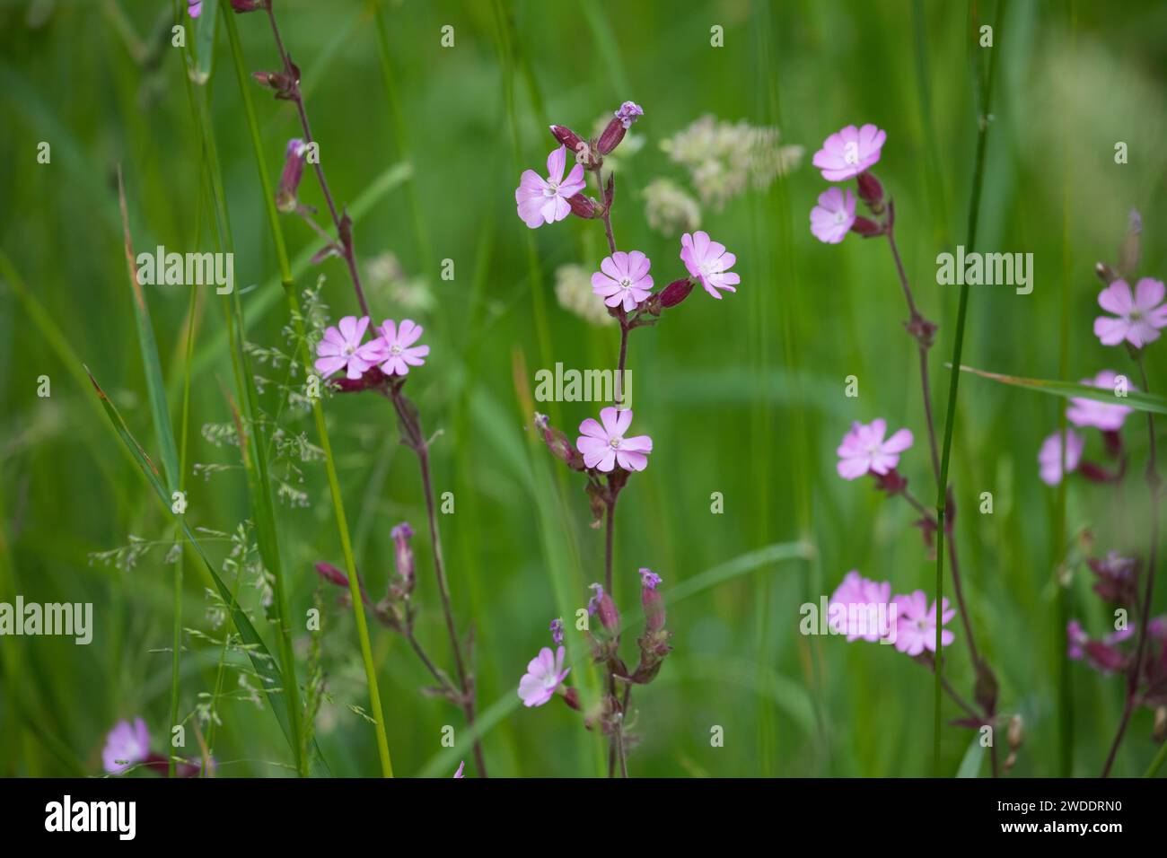 Rote Lichtnelke, Rotes Leimkraut, Rote Nachtnelke, Rote Waldnelke, Taglichtnelke, Licht-Nelke, Silene dioica, Melandrium rubrum, Red Campion, Red catc Banque D'Images