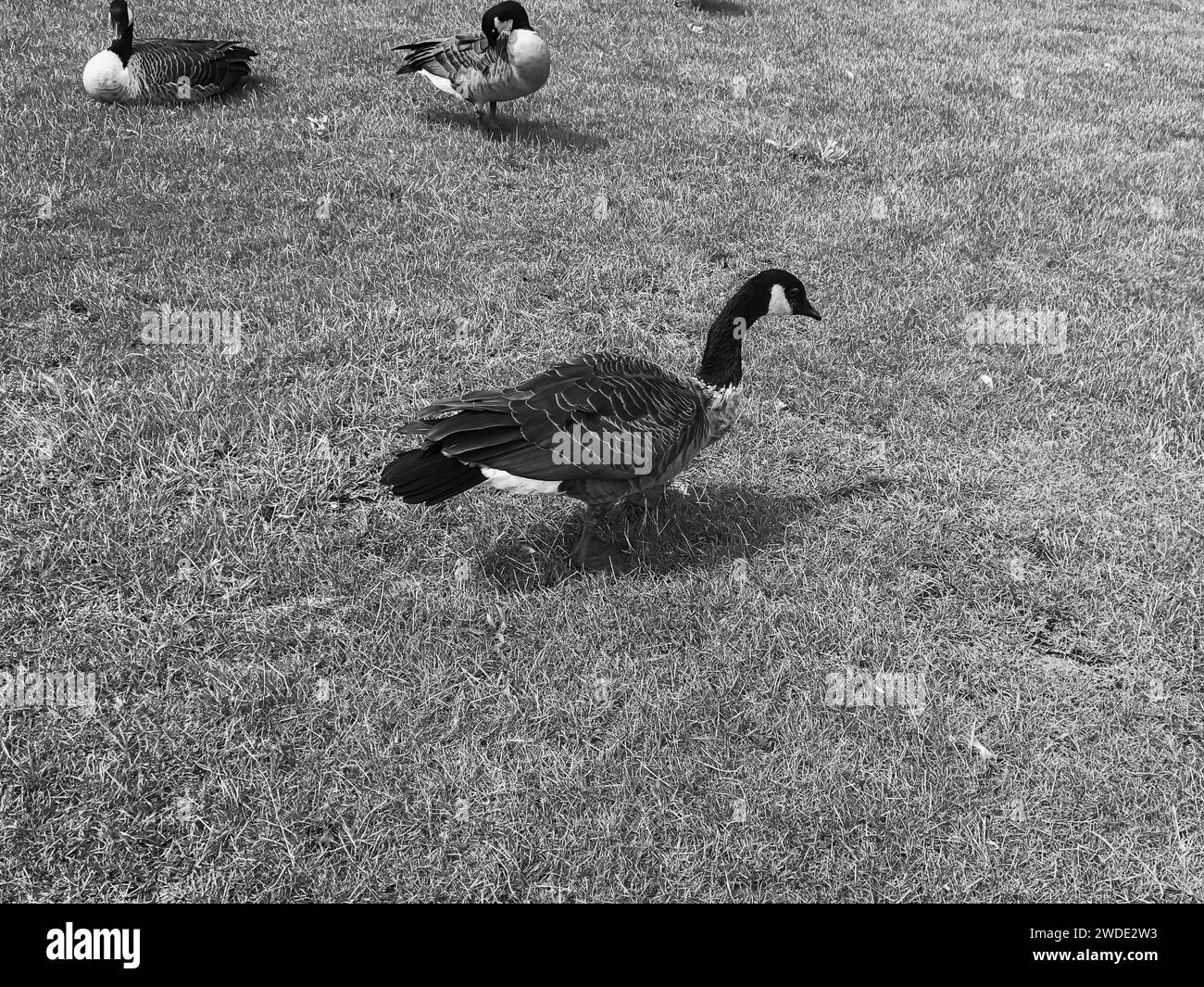 Trois canards bruns de bernaches du Canada (Branta canadensis) marchant sur un champ d'herbe Banque D'Images
