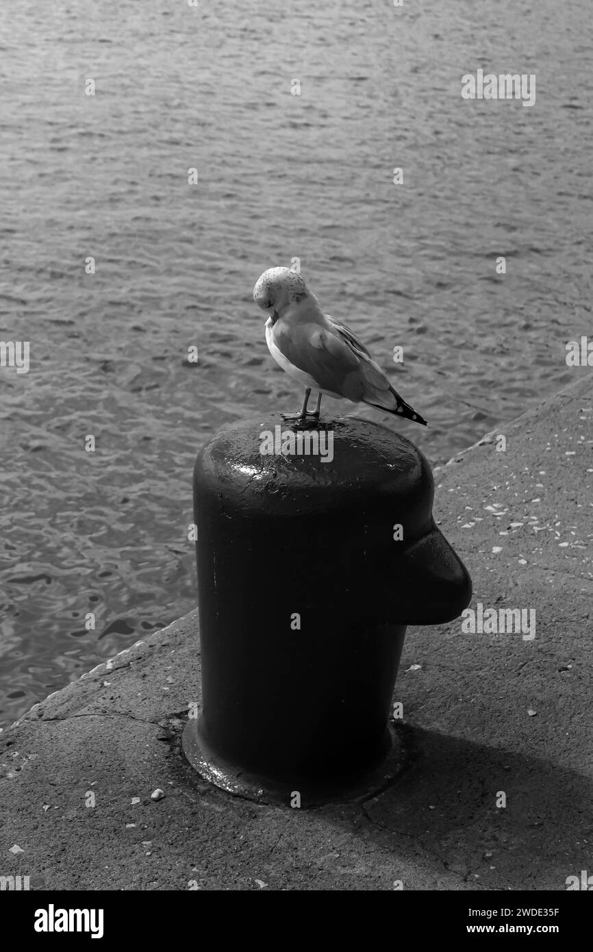 Seagull - Mouette argentée assise sur une borne d'amarrage le long du bord de l'eau sur la promenade en bord de mer de Navy Pier à Chicago, Illinois, États-Unis Banque D'Images