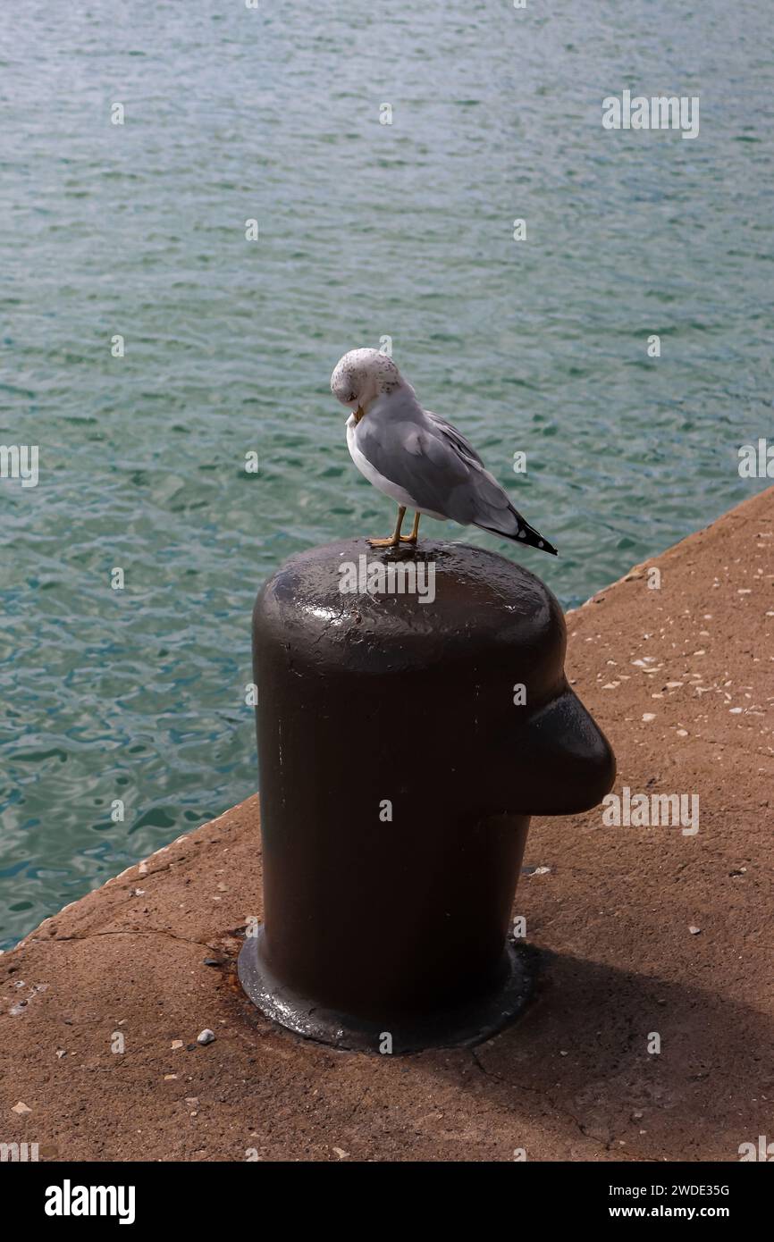 Seagull - Mouette argentée assise sur une borne d'amarrage le long du bord de l'eau sur la promenade en bord de mer de Navy Pier à Chicago, Illinois, États-Unis Banque D'Images