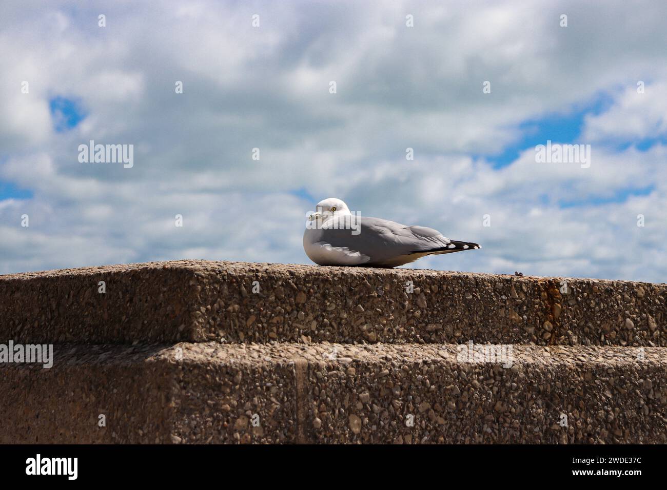 Seagull - Mouette argentée assise sur le bord d'un mur le long du bord de l'eau sur la promenade en bord de mer de Navy Pier à Chicago, Illinois, États-Unis Banque D'Images