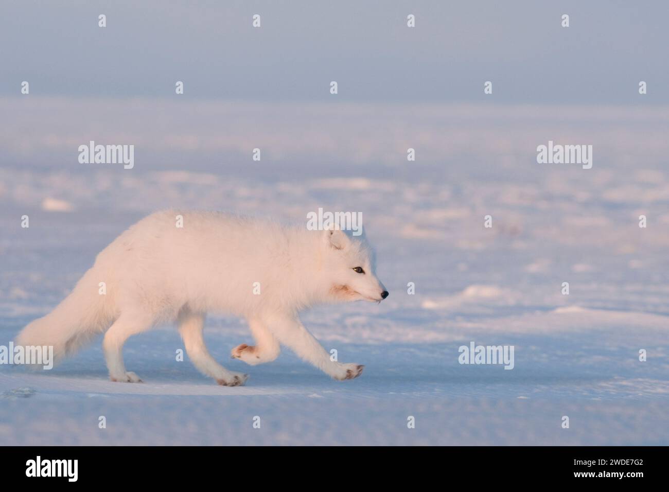 Le renard arctique Alopex lagopus adulte chasse pour se nourrir sous la neige le long de la zone de la côte arctique 1002 de l'ANWR, mer de Beaufort, Alaska Banque D'Images