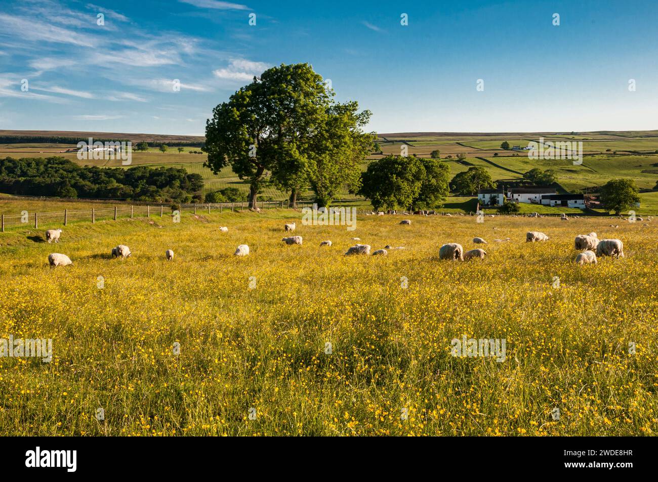 Moutons et bétail broutant une prairie de buttercup tôt le matin, Upper Teesdale, Co Durham, North Pennines, juin Banque D'Images