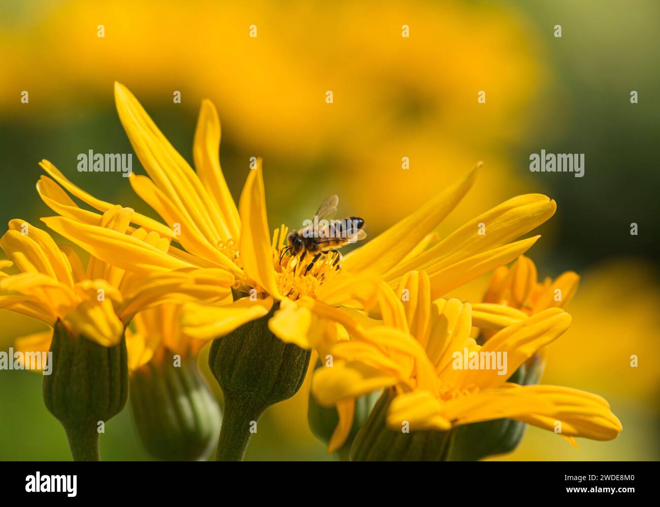 Abeille à miel Apis mellifera, se nourrissant d'une fleur d'Helianthus dans une bordure de jardin, juin Banque D'Images