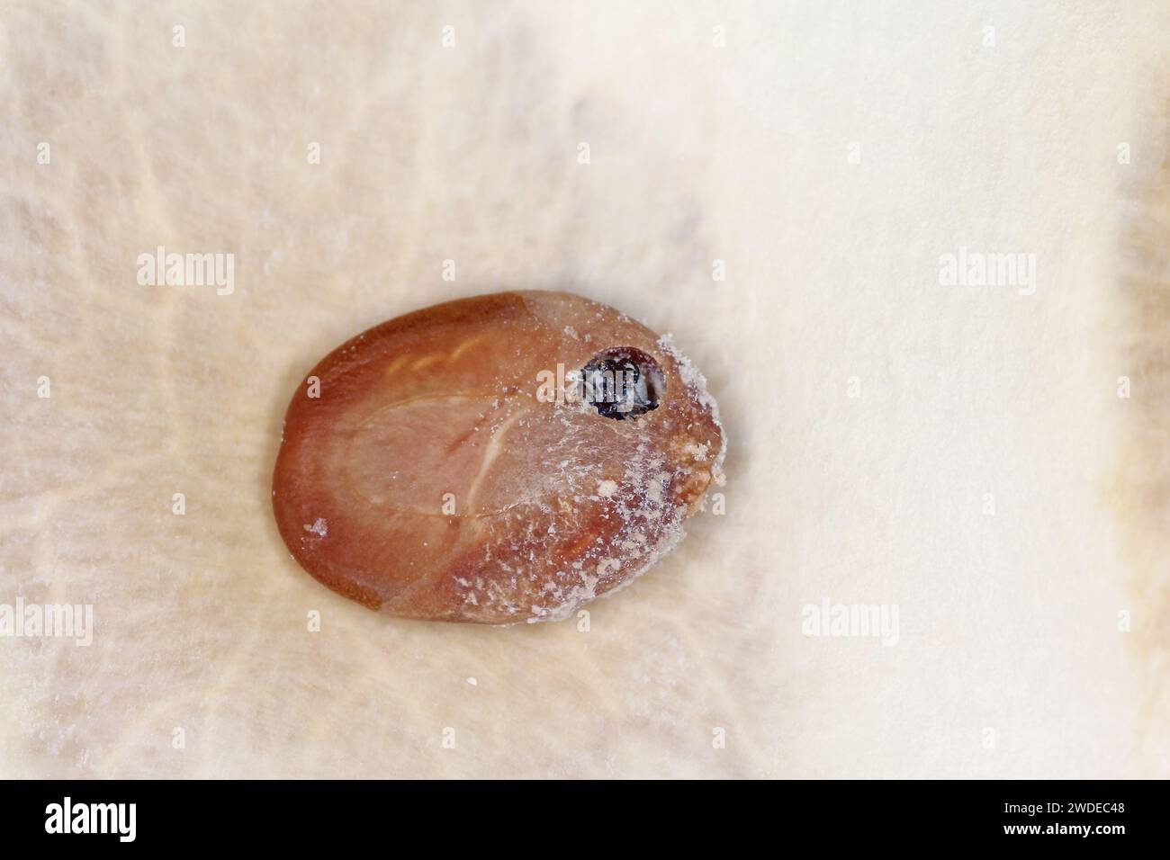 Coléoptère, famille du charançon du haricot (Bruchinae ou anciennement Bruchidae) qui se développe à l'intérieur de la graine d'une plante, un arbre de la famille des légumineuses (Fabaceae). Banque D'Images