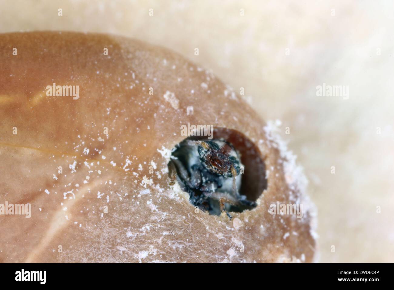 Coléoptère, famille du charançon du haricot (Bruchinae ou anciennement Bruchidae) qui se développe à l'intérieur de la graine d'une plante, un arbre de la famille des légumineuses (Fabaceae). Banque D'Images