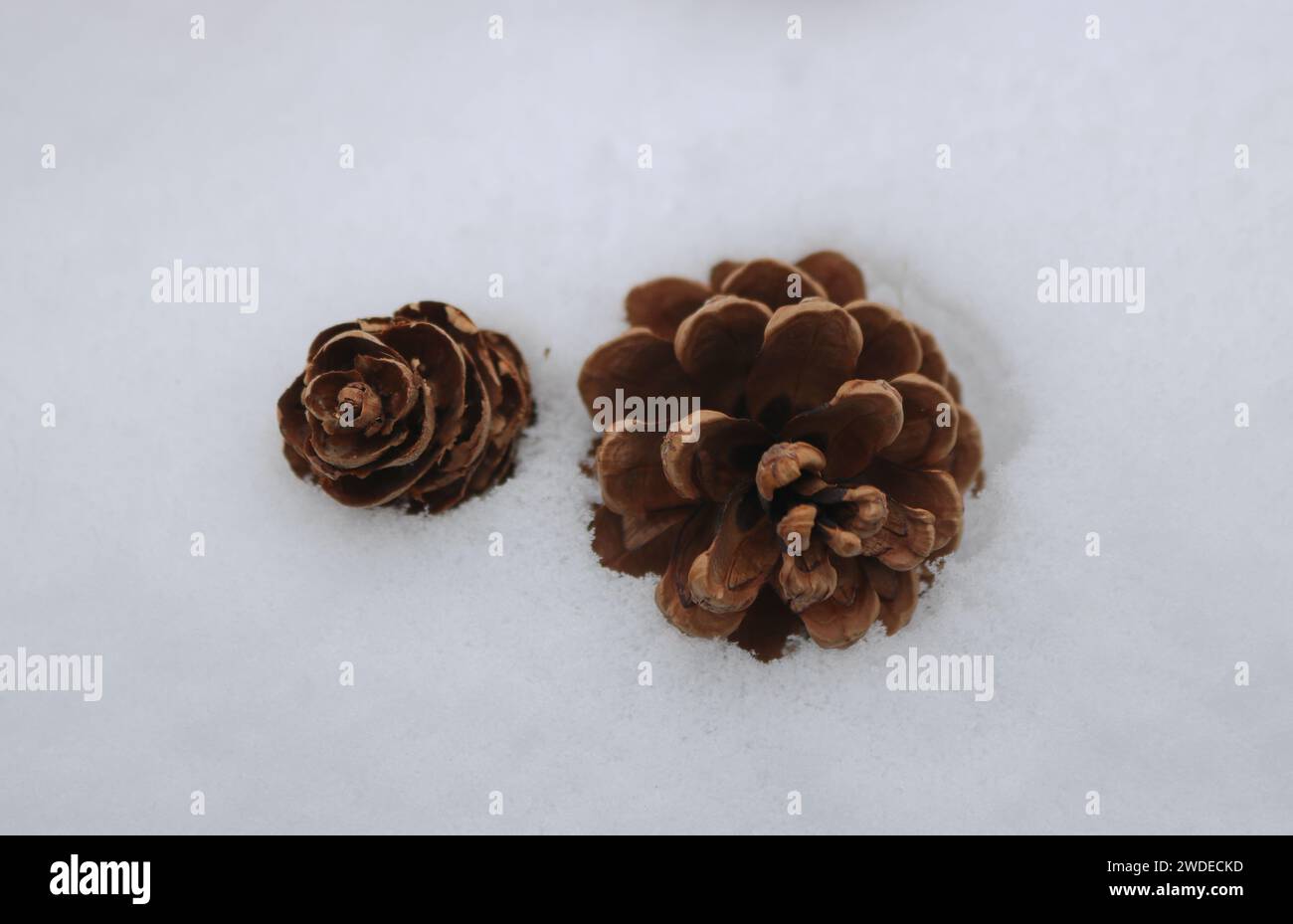 Cônes De Pin Jack (secondes) - Lot De 2 Livres - Décoration Naturelle