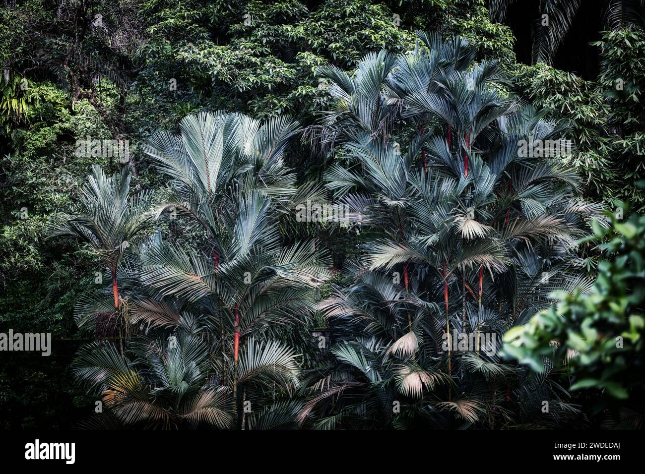 Les palmiers argentés d'Areca occupent le devant de la scène tandis que l'arrière-plan présente une végétation tropicale luxuriante, le tout baigné d'une lueur au clair de lune. Banque D'Images