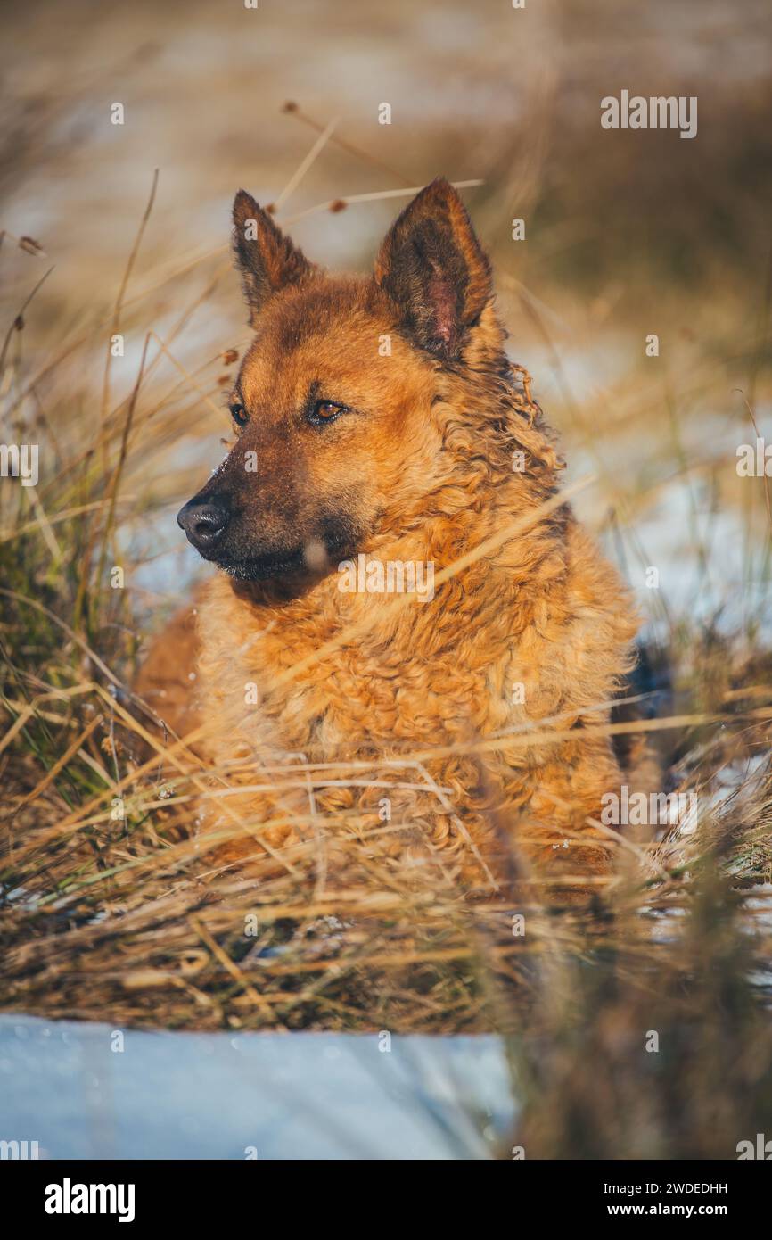 Westerwälder Kuhhund (vieux berger allemand), une ancienne race d'élevage en voie de disparition originaire d'Allemagne Banque D'Images