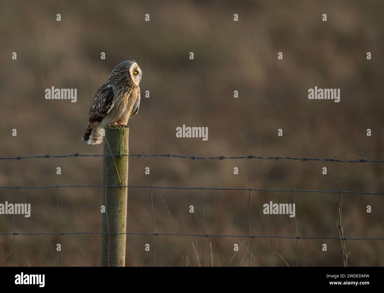 Un hibou aux oreilles courtes (ASIO flammeus) perché dans la lumière du soir sur Lindisfarne, Northumberland Banque D'Images