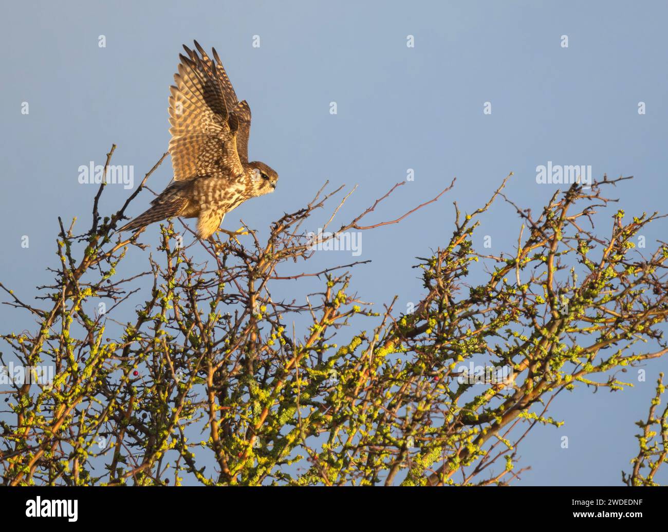 Une femelle sauvage Merlin (Falco columbarius) décollant de son perchoir à Lindisfarne, Northumberland Banque D'Images