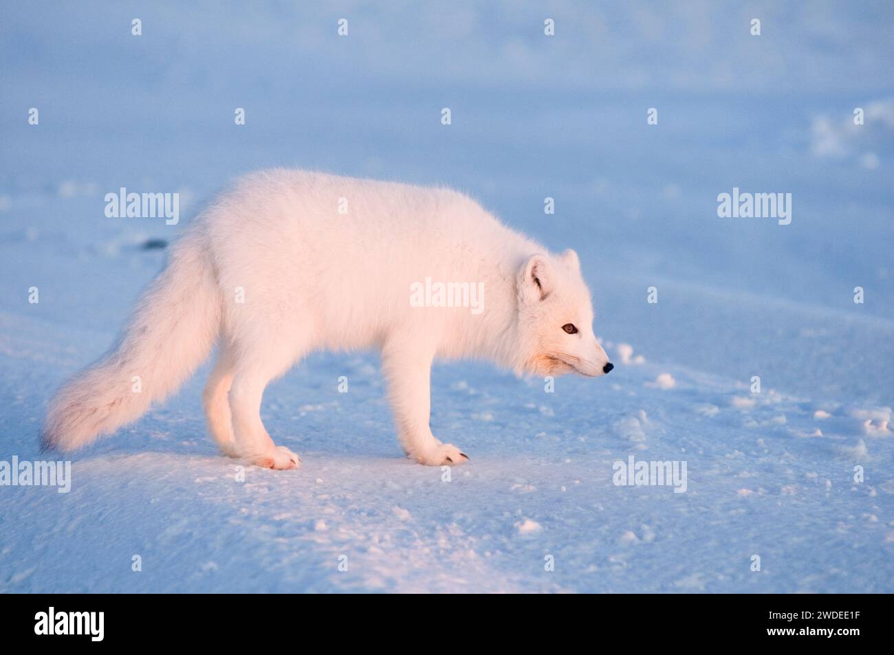 Le renard arctique Alopex lagopus adulte chasse pour se nourrir sous la neige le long de la zone de la côte arctique 1002 de l'ANWR, mer de Beaufort, Alaska Banque D'Images