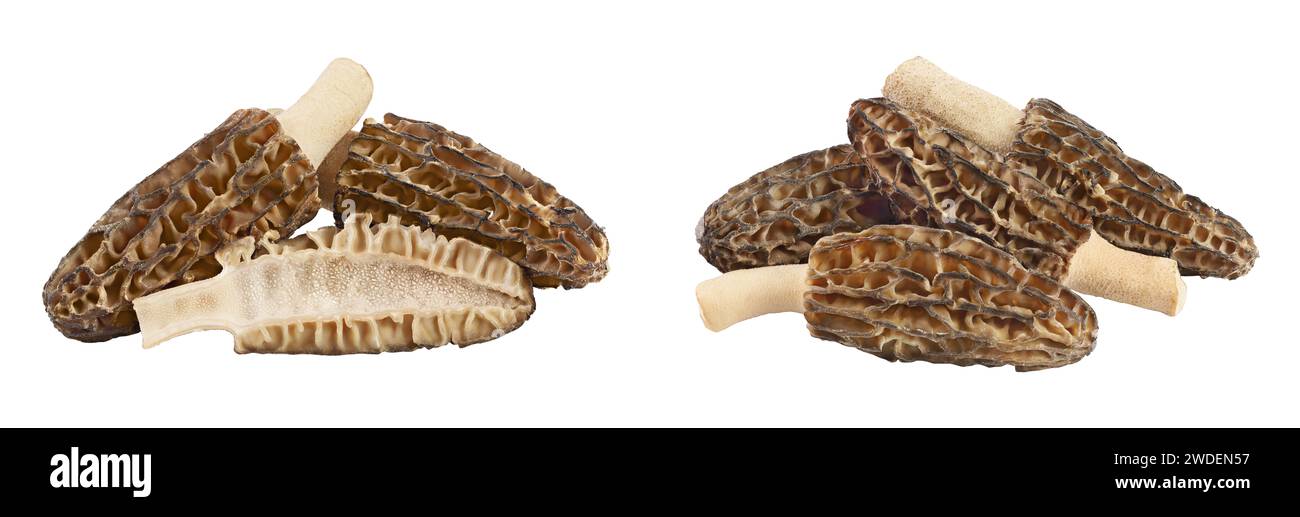 champignon morel brut isolé sur fond blanc avec une pleine profondeur de champ Banque D'Images