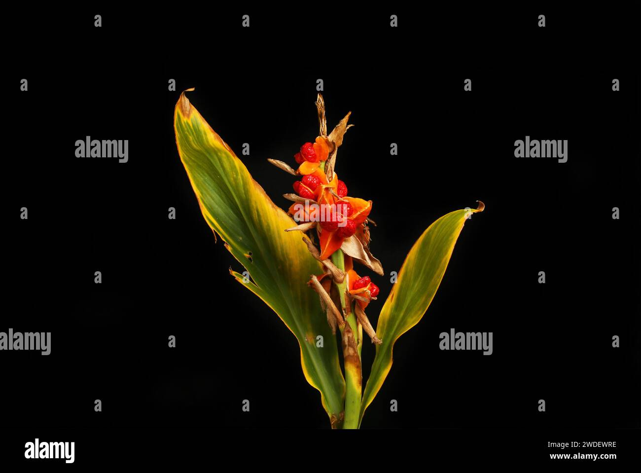 Lys de gingembre, Hedychium coronarium, graines mûrissantes et feuilles mourantes isolées contre le noir Banque D'Images