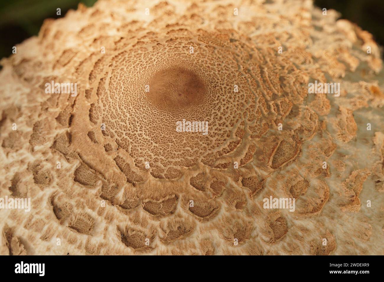 Gros plan détaillé sur une crevette-cricket commune méditerranéenne, Gryllomorpha dalmatina dans le Gard, France Banque D'Images