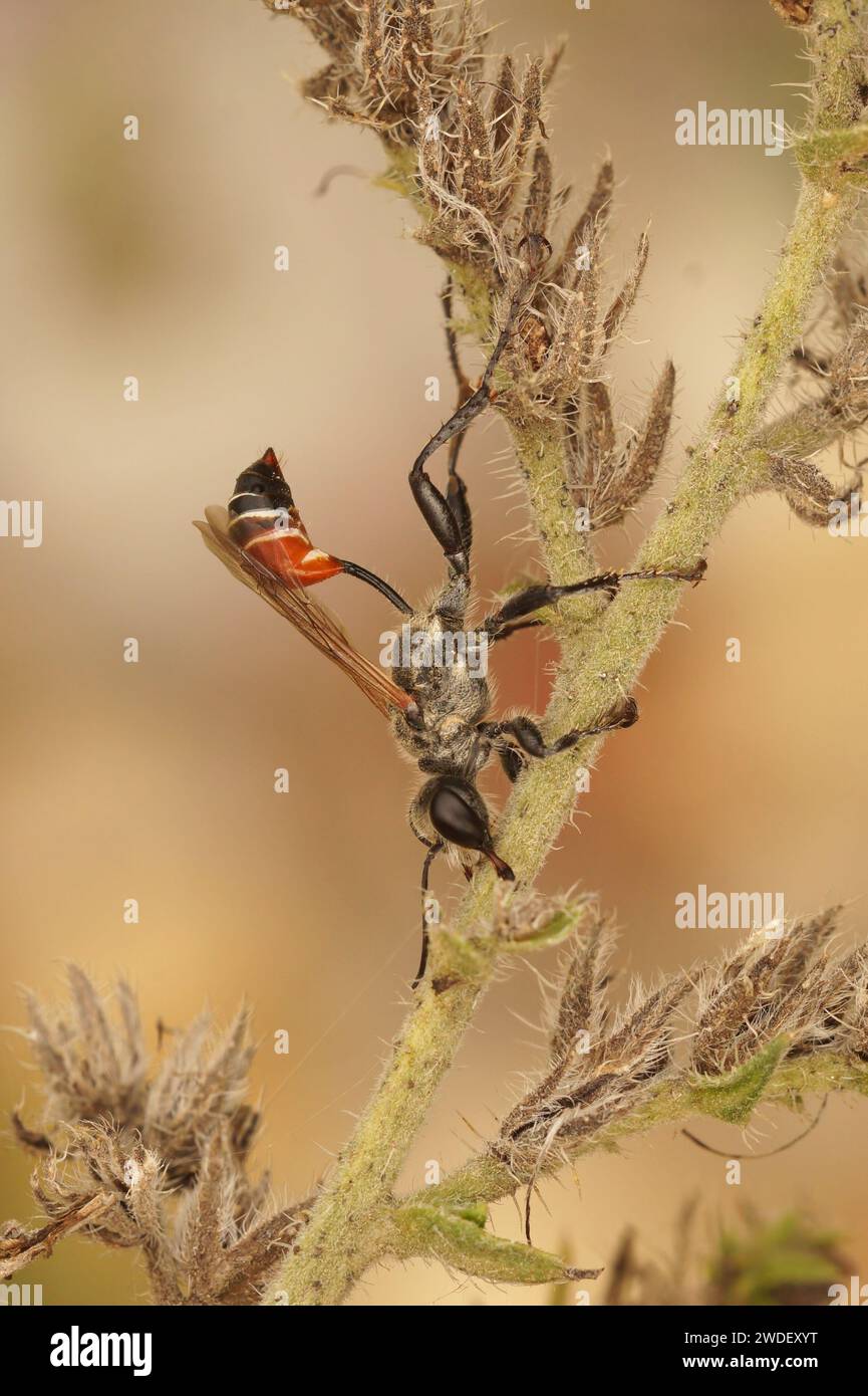 Gros plan vertical naturel sur une guêpe méditerranéenne Prionyx kirbii, reposant sur une plante, Sphecidae, Hyménoptera Banque D'Images