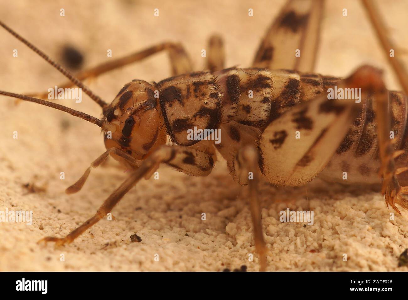 Gros plan détaillé sur une crevette-cricket commune méditerranéenne, Gryllomorpha dalmatina dans le Gard, France Banque D'Images
