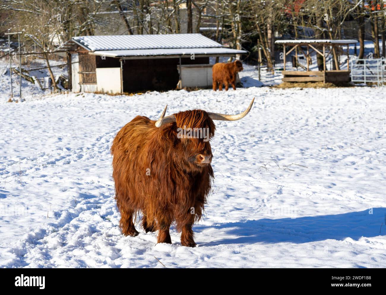 vache écossaise des hautes terres dans un paysage hivernal à la ferme Banque D'Images
