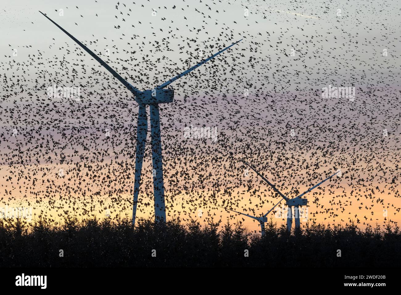 Un énorme troupeau d'étourneaux volant devant des éoliennes sur le chemin de leur perche à Llandegley Rhos Wood, près de Llandrindod Wells, Powys, pays de Galles, Royaume-Uni Banque D'Images