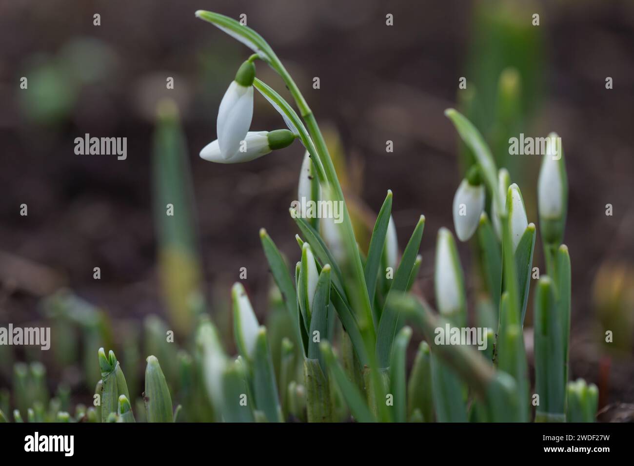 Le printemps est arrivé et avec lui une nouvelle dérive de Snowdrops Galanthus nivalis, poussant dans un jardin boisé, Grande-Bretagne, Royaume-Uni. Banque D'Images
