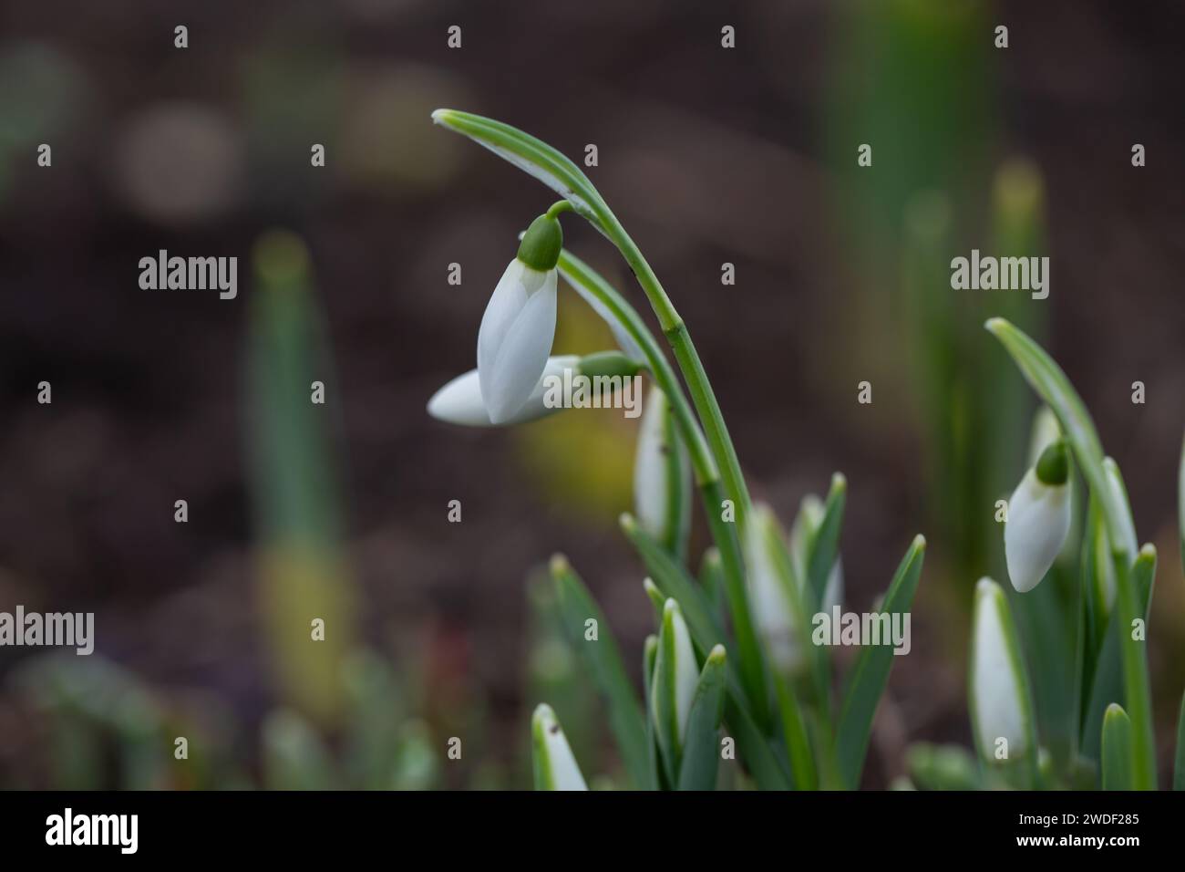 Le printemps est arrivé et avec lui une nouvelle dérive de Snowdrops Galanthus nivalis, poussant dans un jardin boisé, Grande-Bretagne, Royaume-Uni. Banque D'Images