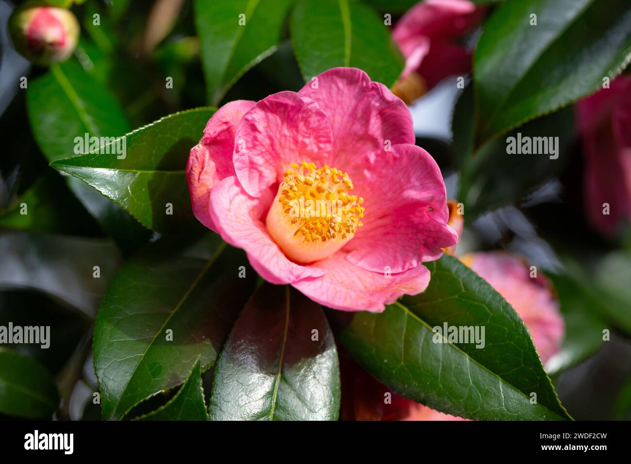 Belles fleurs roses de camélia japonais, camélia Japonica , « inspiration » sont un délice dans le jardin. Banque D'Images