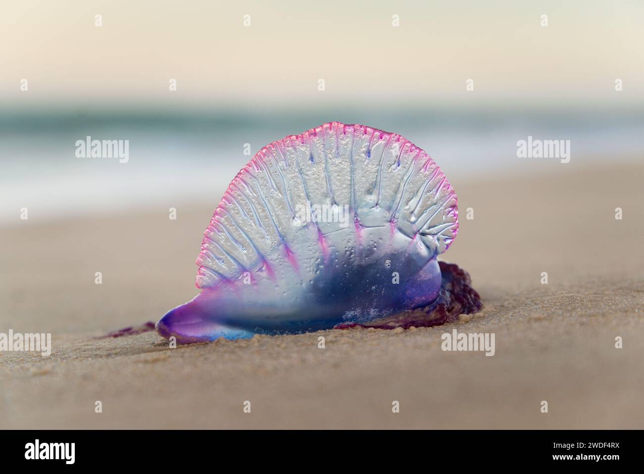 L'homme portugais o'war, Physalia physalis, lavé sur la plage de sable Banque D'Images