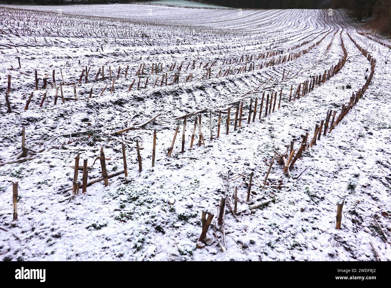 Champ de maïs récolté couvert de neige en hiver Banque D'Images