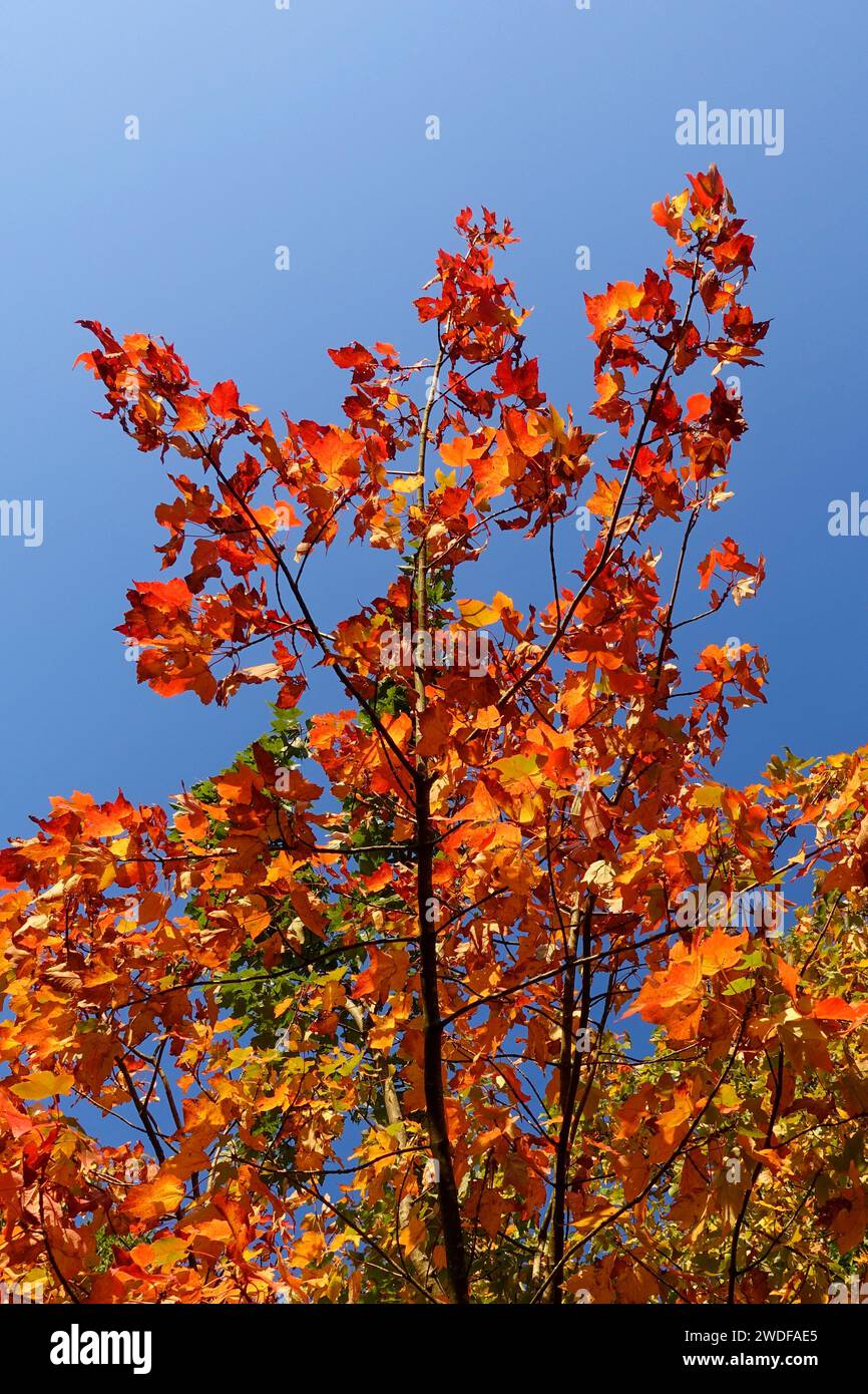 Feuillage d'automne, érable, gros plan, ciel bleu Banque D'Images