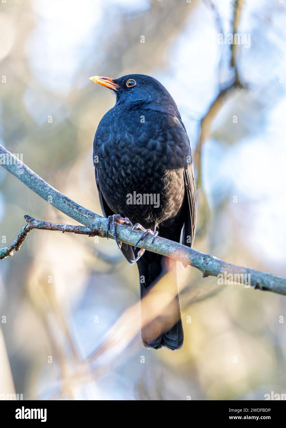 Dans l'emblématique Phoenix Park de Dublin, un mélodieux mâle Blackbird (Turdus merula) sérénade avec ses airs riches. Découvrez le charme aviaire au milieu de l'historique Banque D'Images