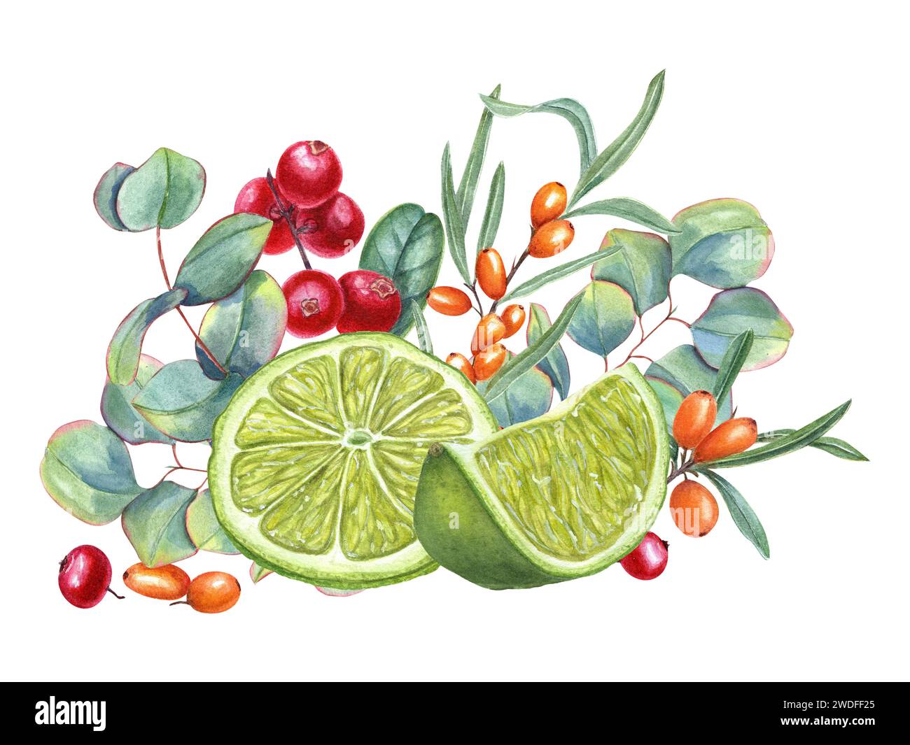 Citron vert, argousier, airelle et branche d'eucalyptus. Forêt, baies de jardin, tranches et feuilles d'agrumes. Cowberry, sandthorn, plante de dollar d'argent. Banque D'Images