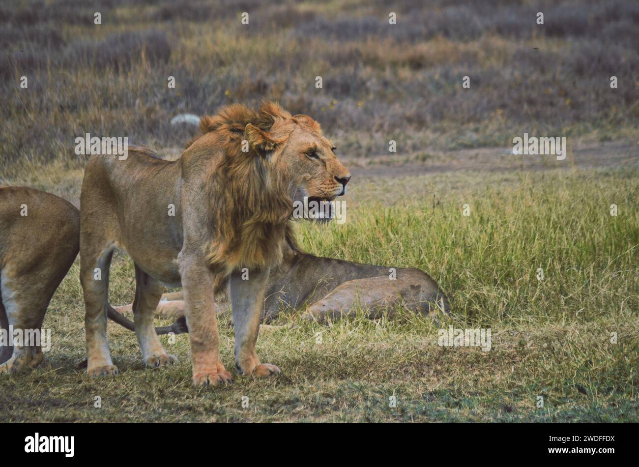 Lion foulant majestueusement au milieu de la faune dans les hautes herbes Banque D'Images
