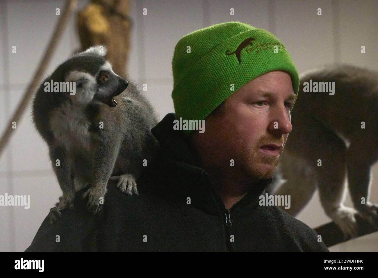 Bell, Allemagne. 20 janvier 2024. Un kata est assis dans une cabane chauffée sur l'épaule de l'opérateur du zoo Remo Müller. Les katas sont logés dans une petite cabane dans leurs locaux dans les températures actuelles. Crédit : Thomas Frey/dpa/Alamy Live News Banque D'Images