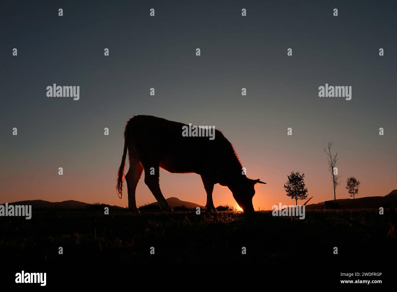 silhouette de vache broutant dans le pré et le fond de coucher de soleil Banque D'Images