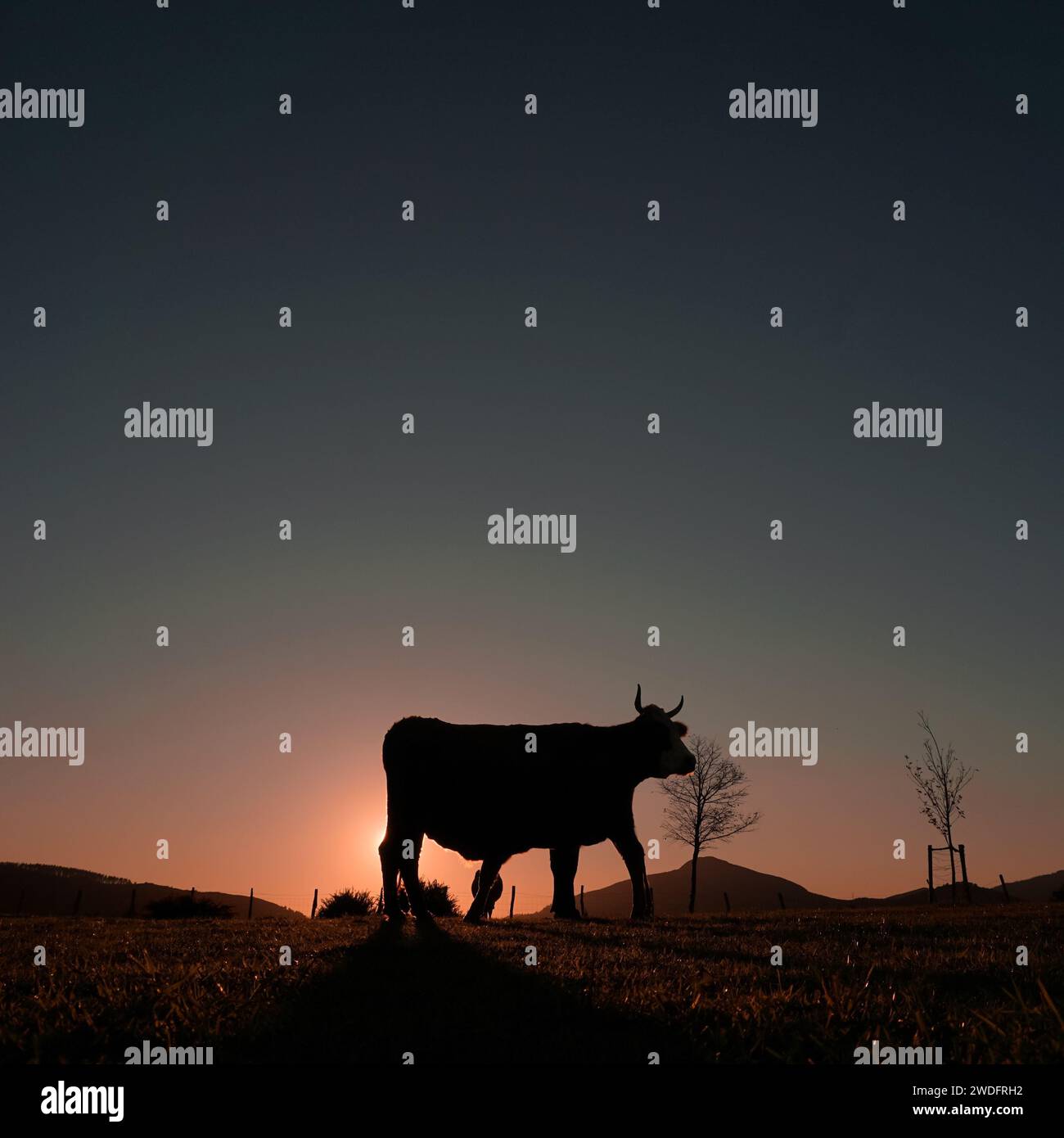 silhouette de vache broutant dans le pré et le fond de coucher de soleil Banque D'Images
