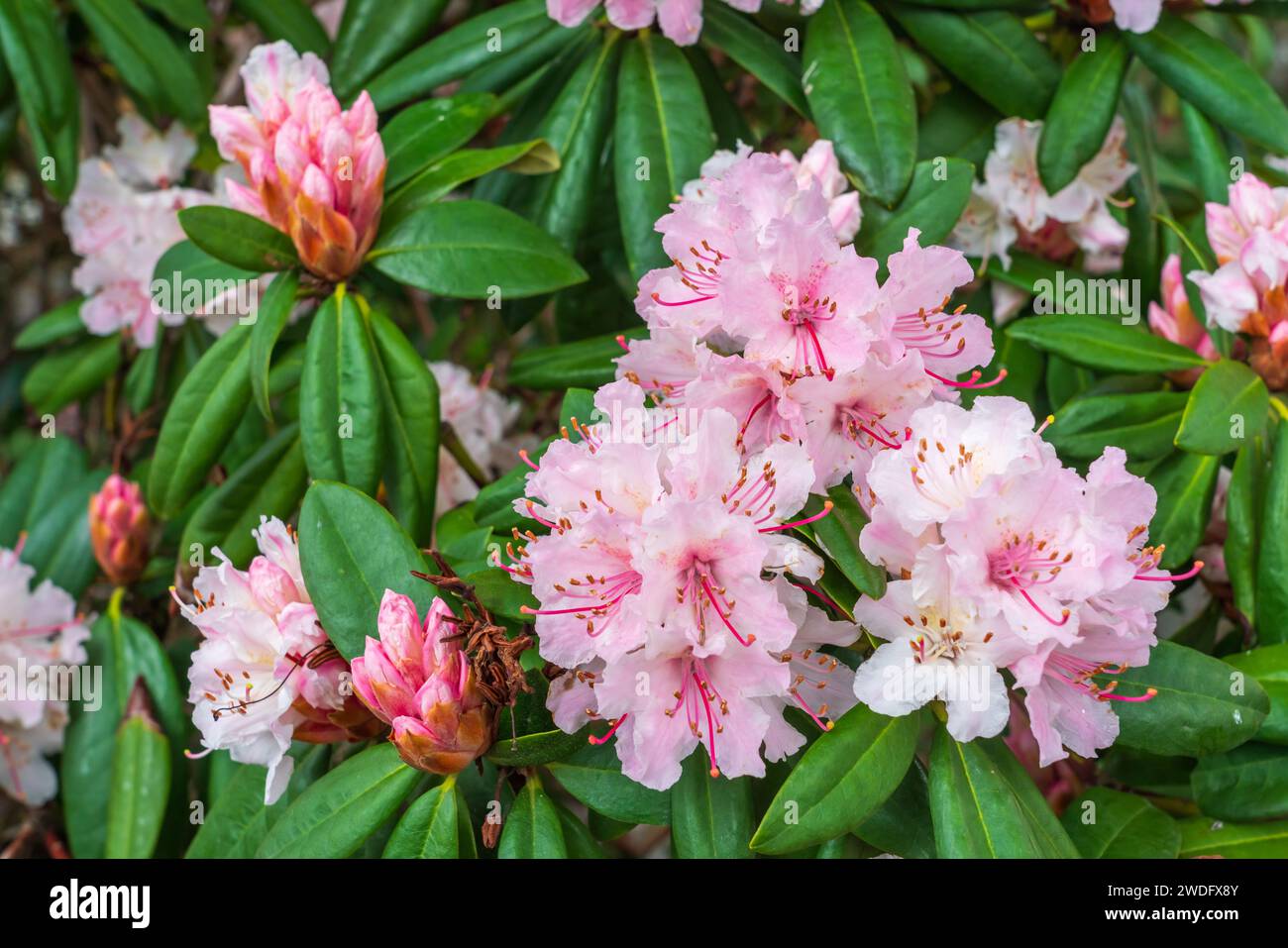 Buissons et jardins de rhododendrons à Victoria, Île de Vancouver, Colombie-Britannique, Canada. Banque D'Images