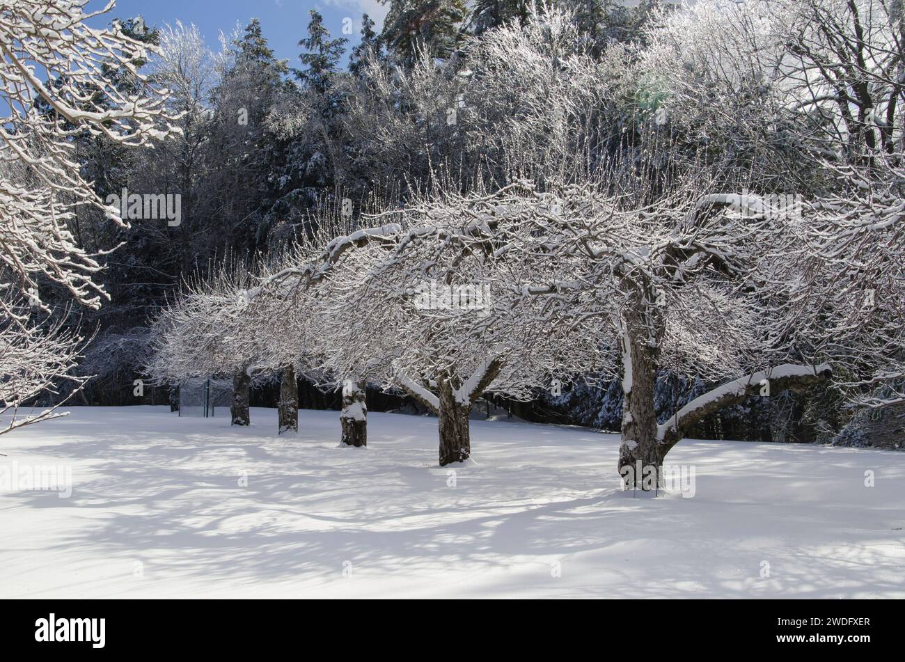 Un pommier d'hiver dans un verger avec de la neige et de la glace, North Yarmouth Maine, Hansels verger, Maine Banque D'Images