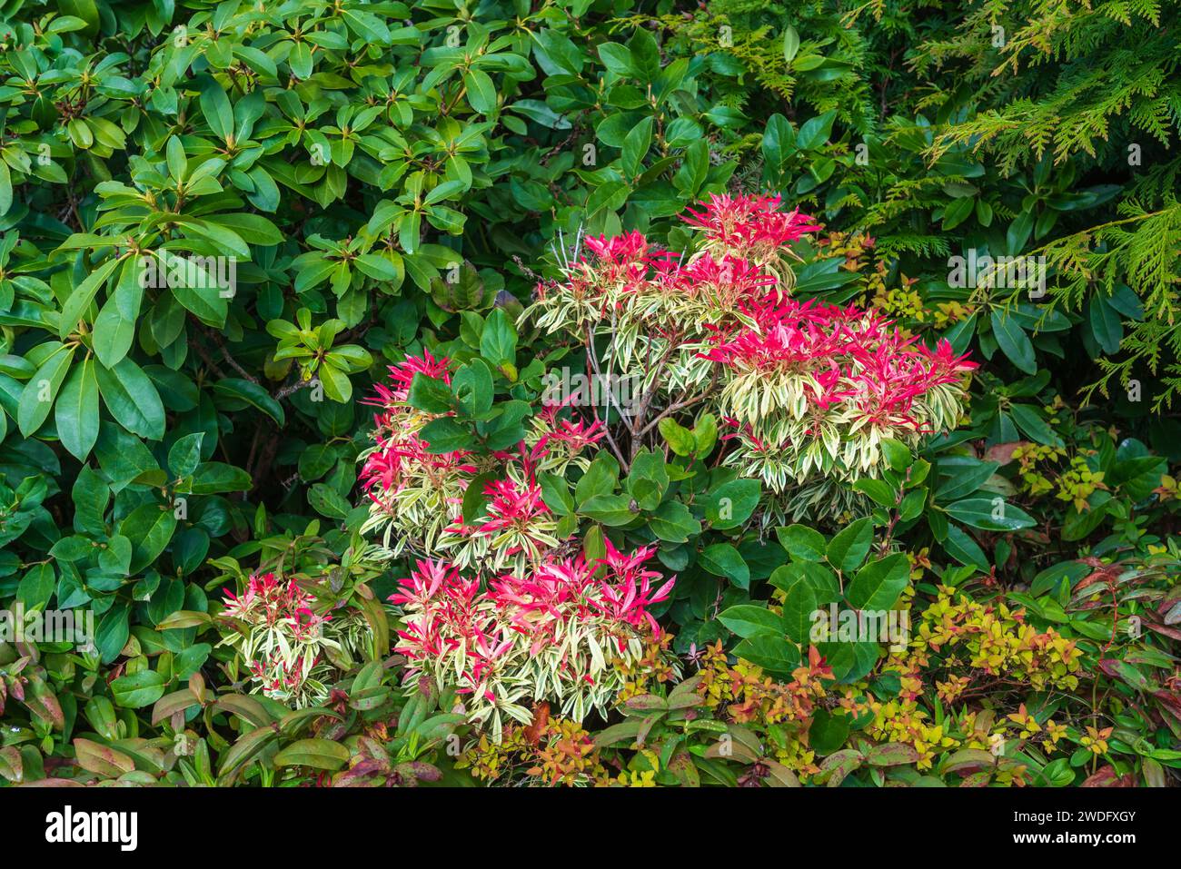 Fleurs printanières dans les jardins de Victoria, Île de Vancouver, Colombie-Britannique, Canada. Banque D'Images