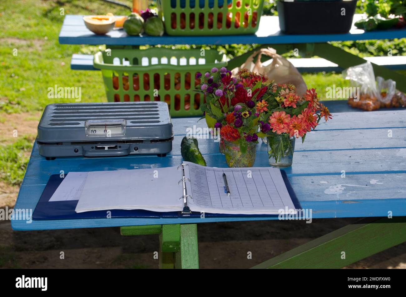 Une balance pour peser la récolte assise sur une table peinte au jardin communautaire de Yarmouth, Maine, USA Banque D'Images