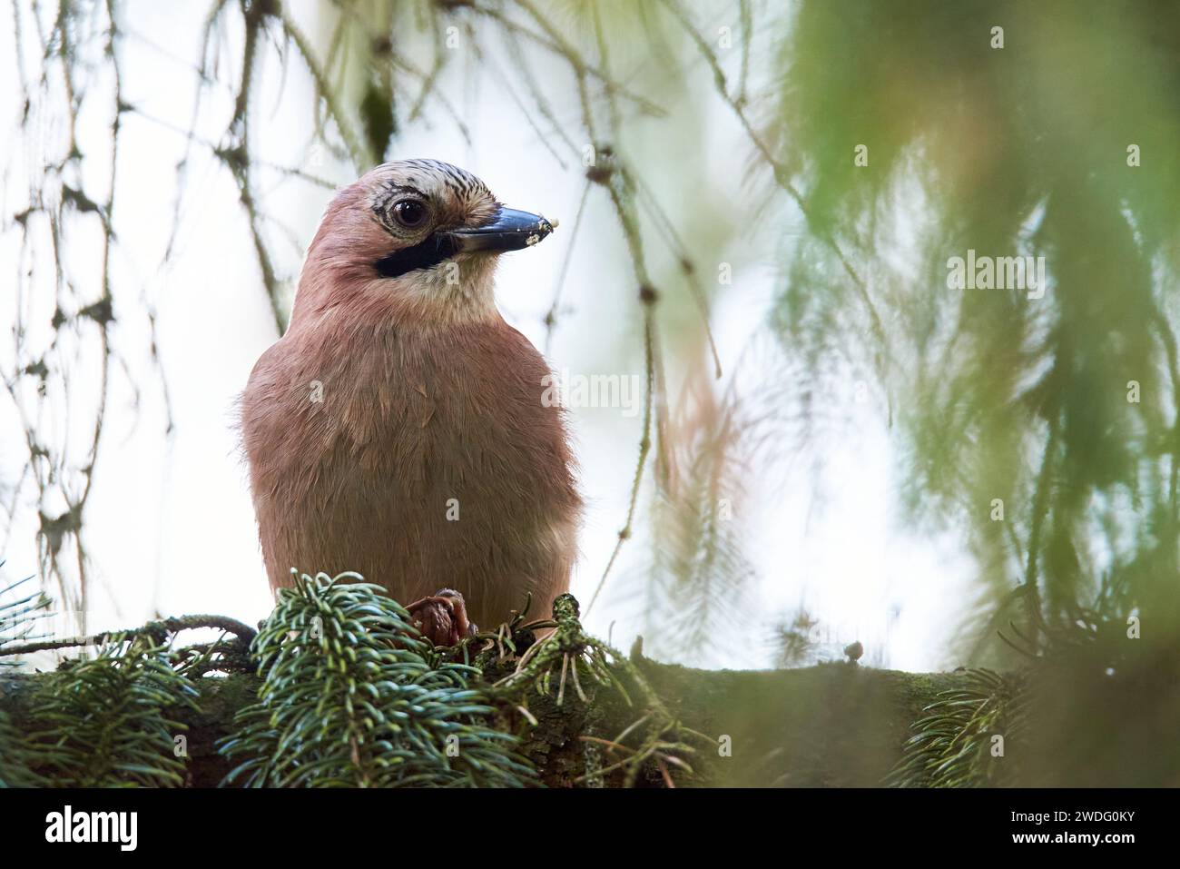 Oiseau geai eurasien assis sur une branche ( Garrulus glandarius ) Banque D'Images
