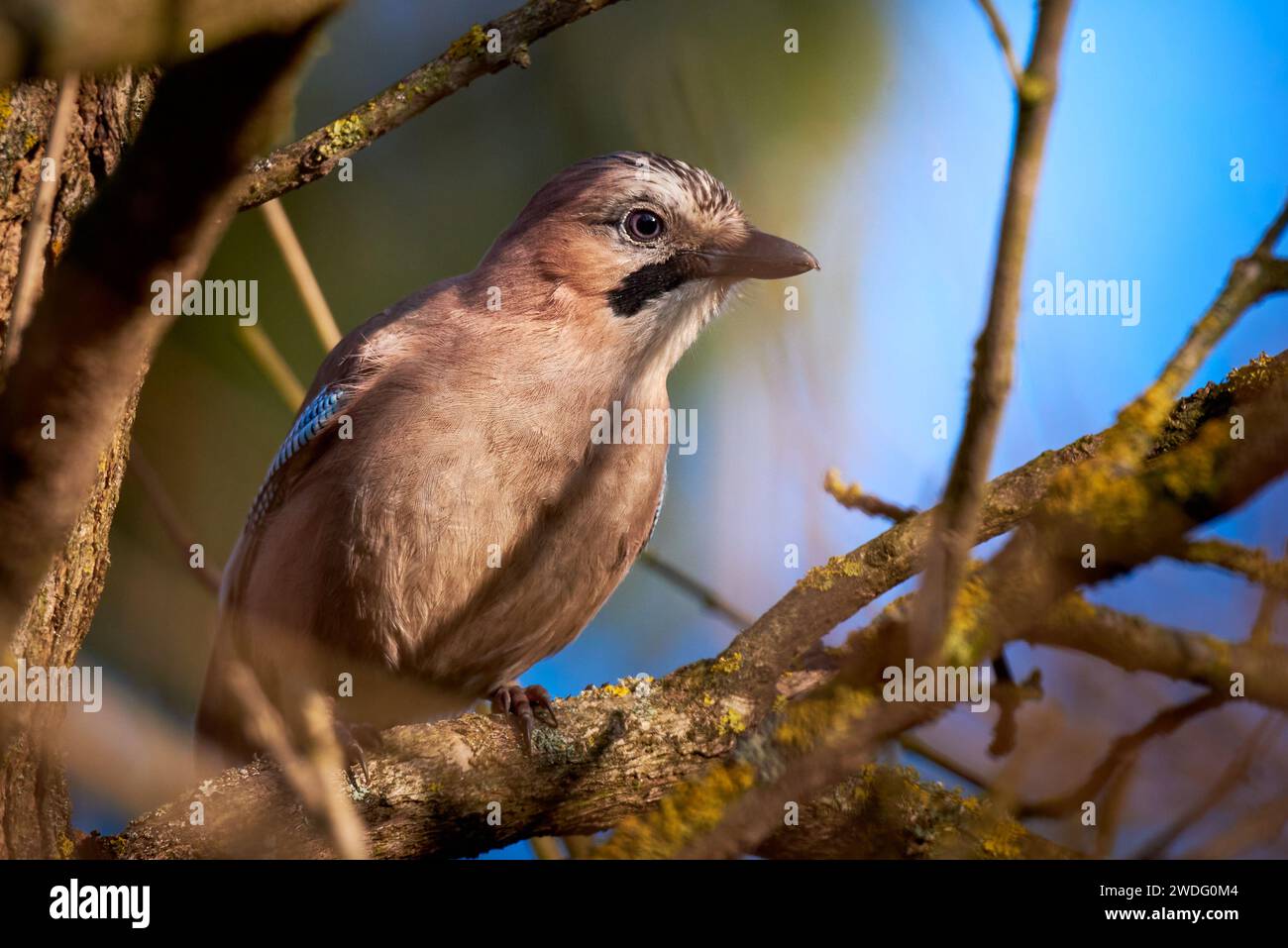 Oiseau geai eurasien assis sur une branche ( Garrulus glandarius ) Banque D'Images